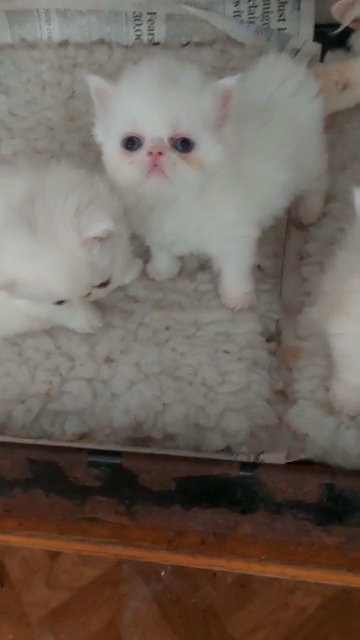 My Absolutely Adorable Little Girls and OneBoy, Pure White, BlueCremTabby and Seal TortieColourpointGirl