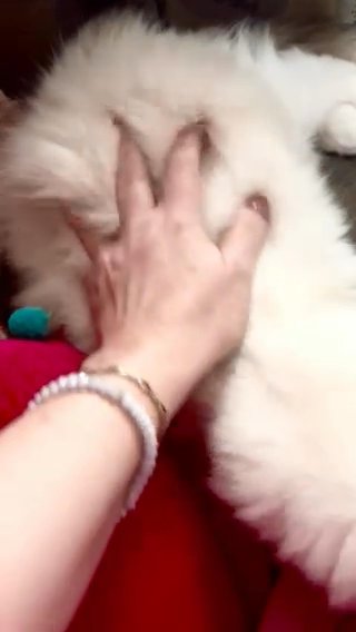 Top Quality European Line Ragdoll