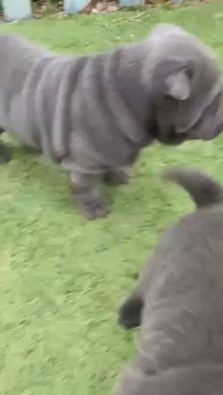 Shar Pei Puppies