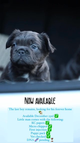 Fluffy French Bulldog Boy