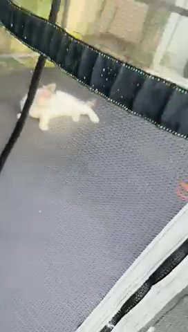 Kitten Fo Sale