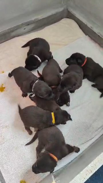 German Shepard puppies reduced!