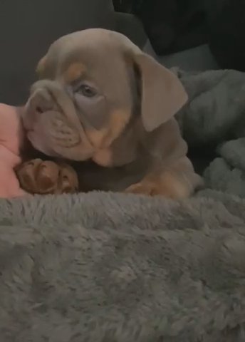 English bulldog