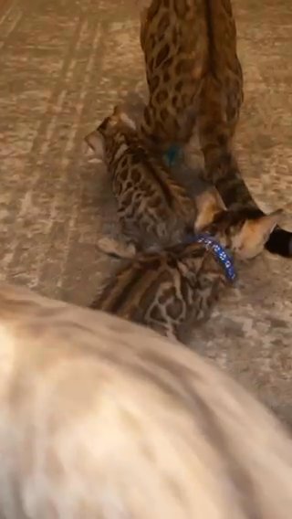 bengal boys