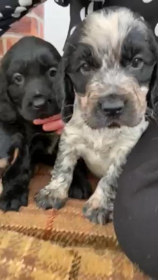 cocker spaniels