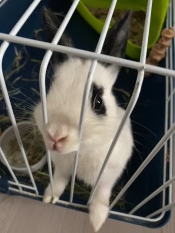 Netherlands Dwarf Rabbit
