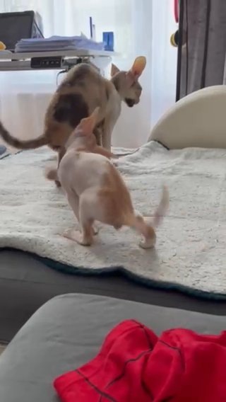 Cornish Rex Boy Pedigree