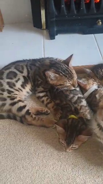 SOLD last male bengal kitten