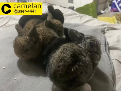 rabbits