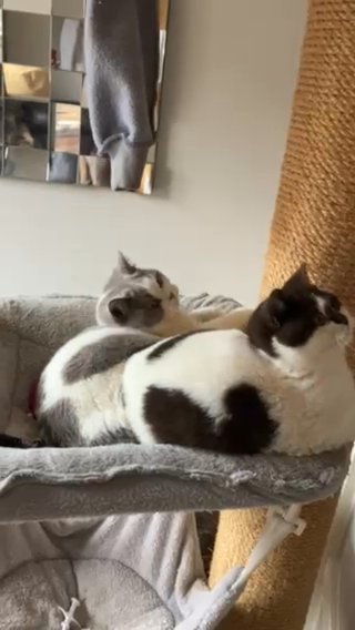 British Short Hair Kittens