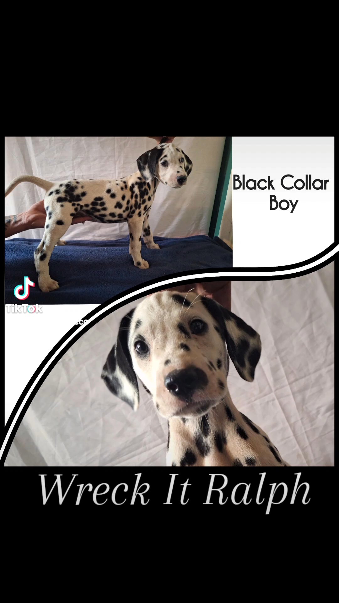 DALMATIAN PUPPIES