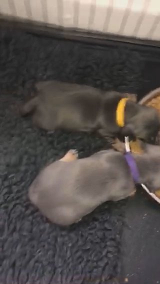 Blue And Tan Dachshund Puppies