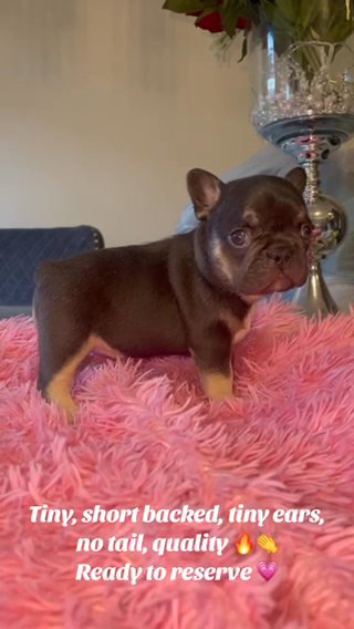 Big Rope Tiny Newshade French Bulldogs