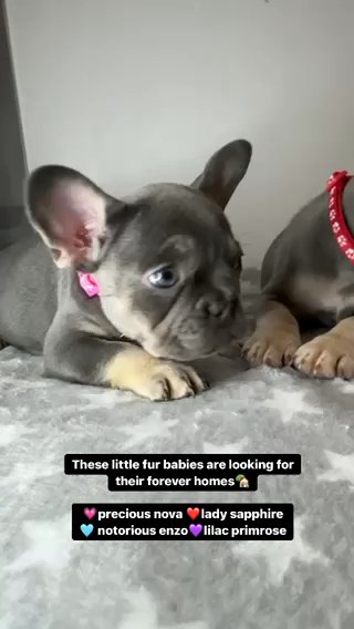 KC FAMILY RAISED FRENCHIES