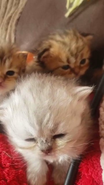 kittens