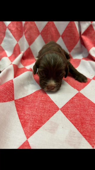 Cocker Spaniel Puppy’s