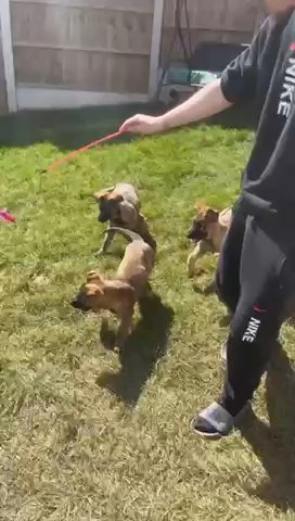 Shepherd Pups