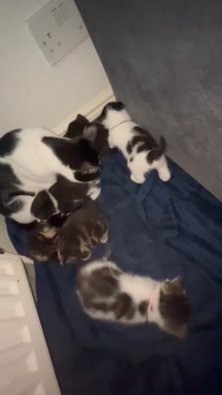 Tuxido, Bombay And Calico Breeded Kittens