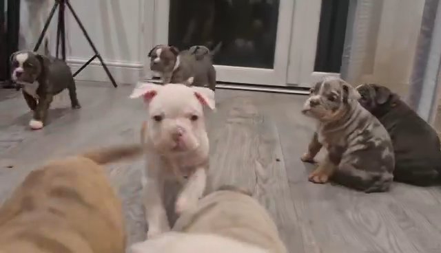 old english bulldogs