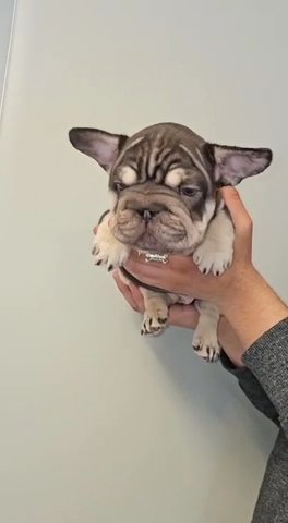 Big Rope Frenchie