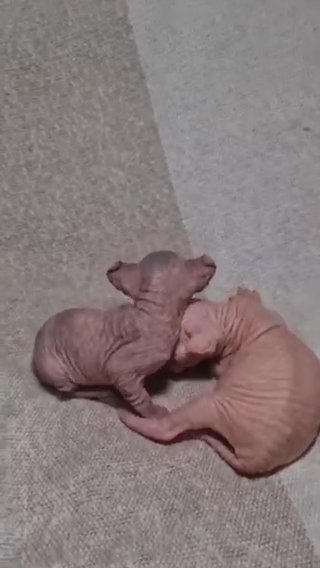 Elf Kittens in London