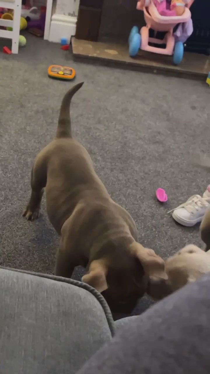 chocolate pocket bully