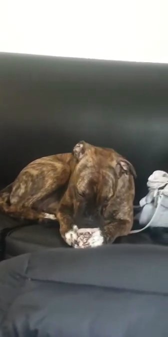 Presa canario female ❤