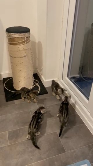 Bengal Kittens