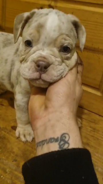 olde tyme bulldog merle perfect for chrismas