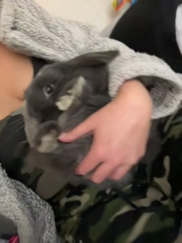 Mini Lop Rabbit