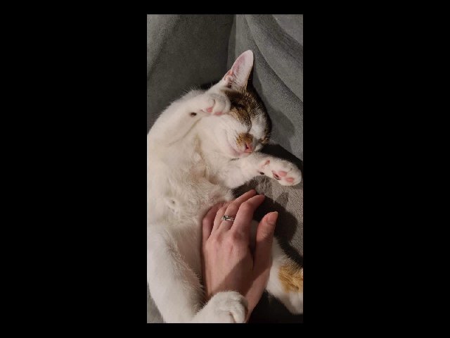 Beautiful cat is looking for a new loving home!