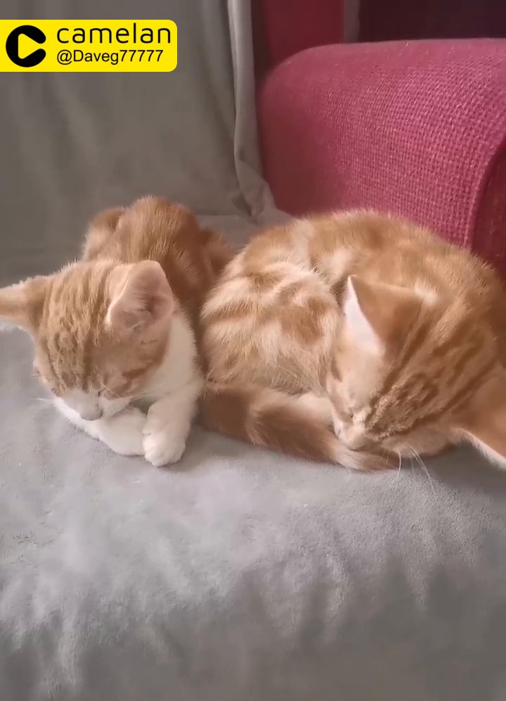 Ginga kittens cats