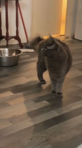 Stud Maine Coon