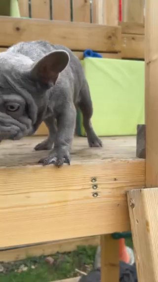 Big Rope French Bulldog Female Free