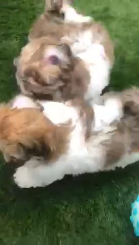 Beautiful Havanese