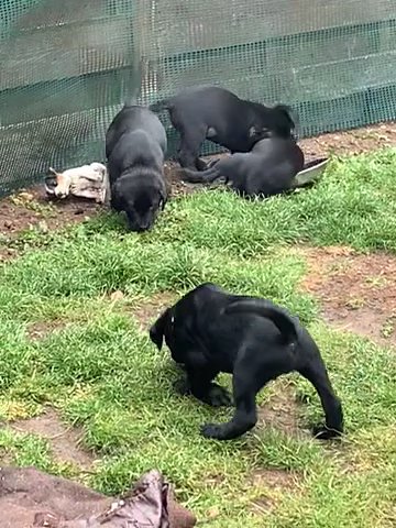 Labrador puppies