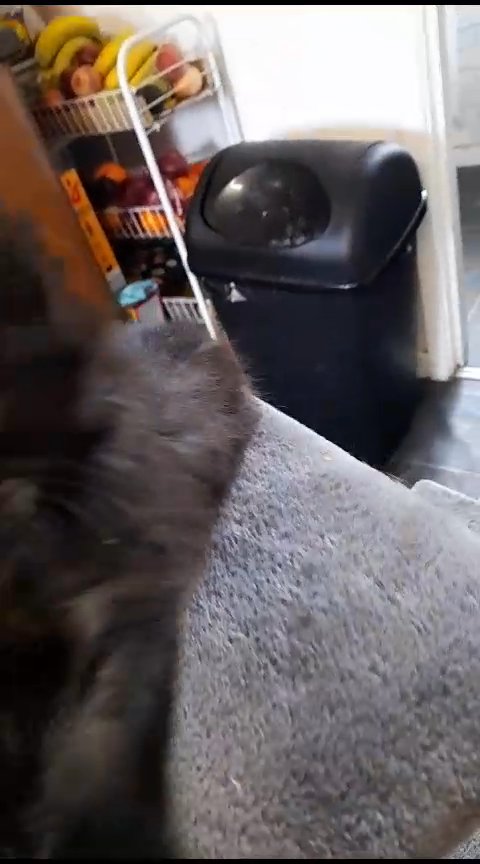 ᴍaine Coon X Norway forest kitten for sale