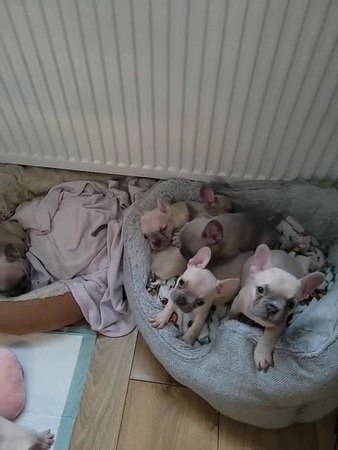 french bulldog puppies