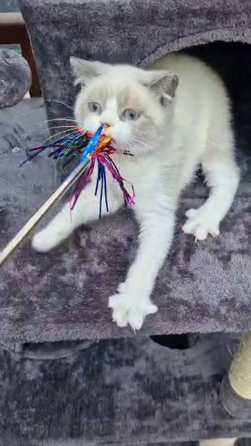 British shorthair blue bi pointed