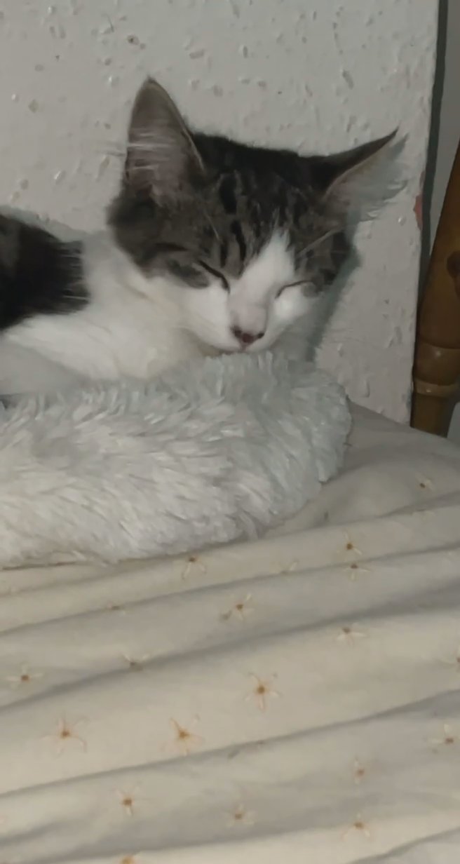 kitten
