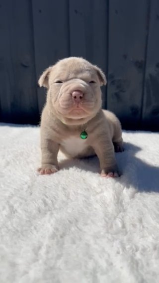 MALE GHOST LILAC TRI AMERICAN POCKET BULLY