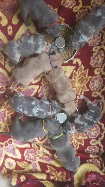 Top ABKC pocket bully puppies