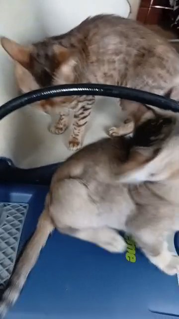 2 mixed bengal oriental kittens
