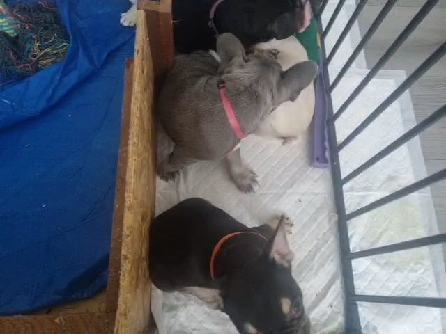 true's litter