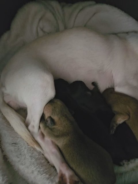 female chihuahuas