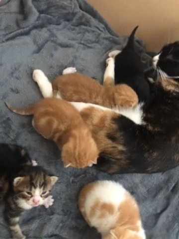 British shorthair cross kittens
