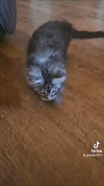 Maine Coone kittens
