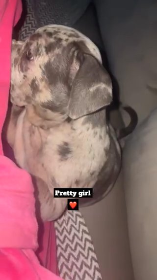 Pocket Bully