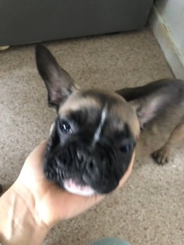 French bulldog male kc regsistered