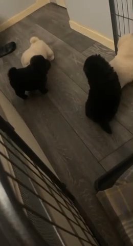 Chow Chow Male